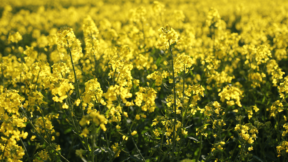 일본 유채꽃(菜の花): 관광 명소부터 식탁까지, 그 모든 것